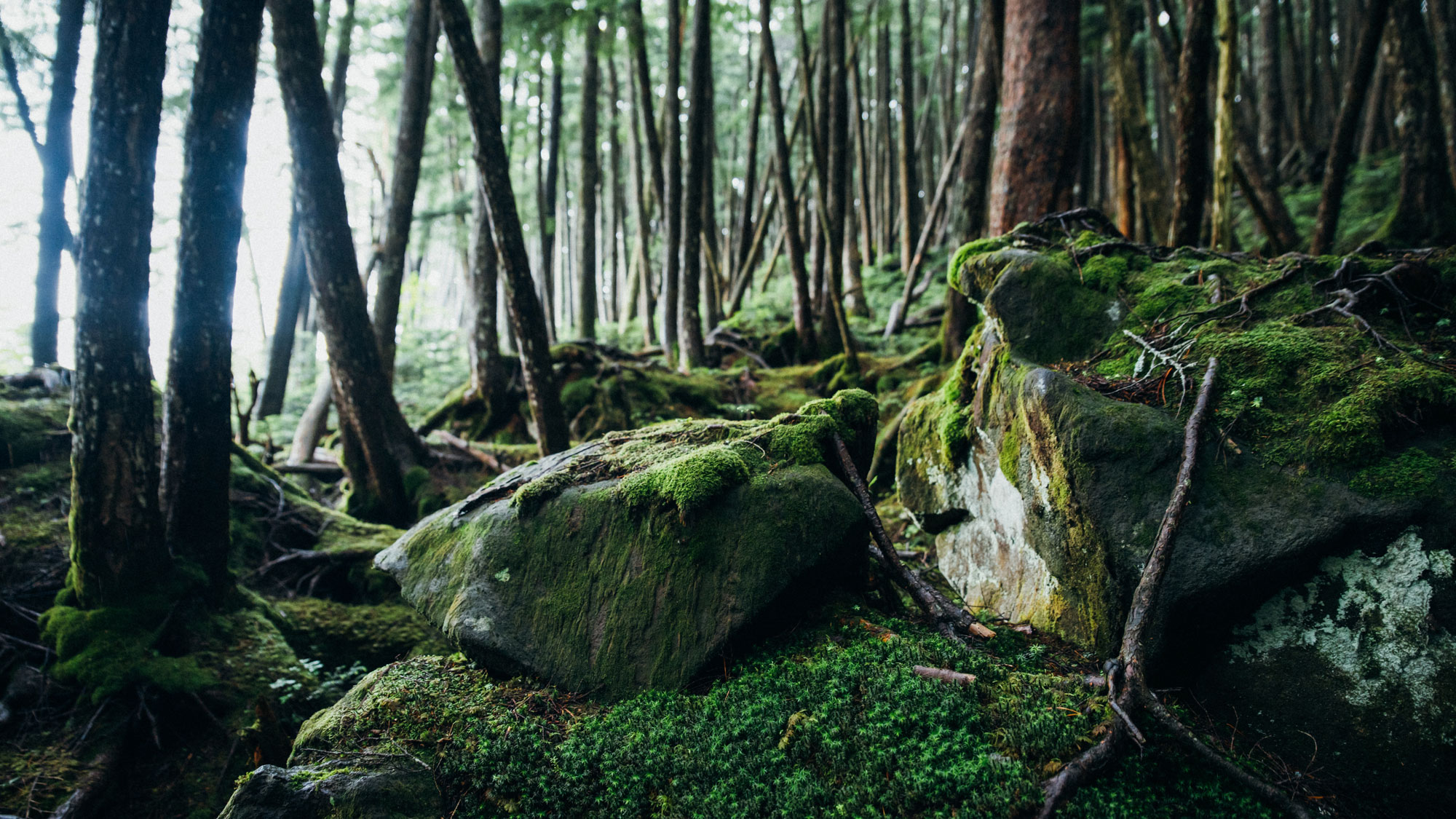 【周辺】白駒池。満面に清水をたたえた神秘的な湖。当館より車で1時間15分