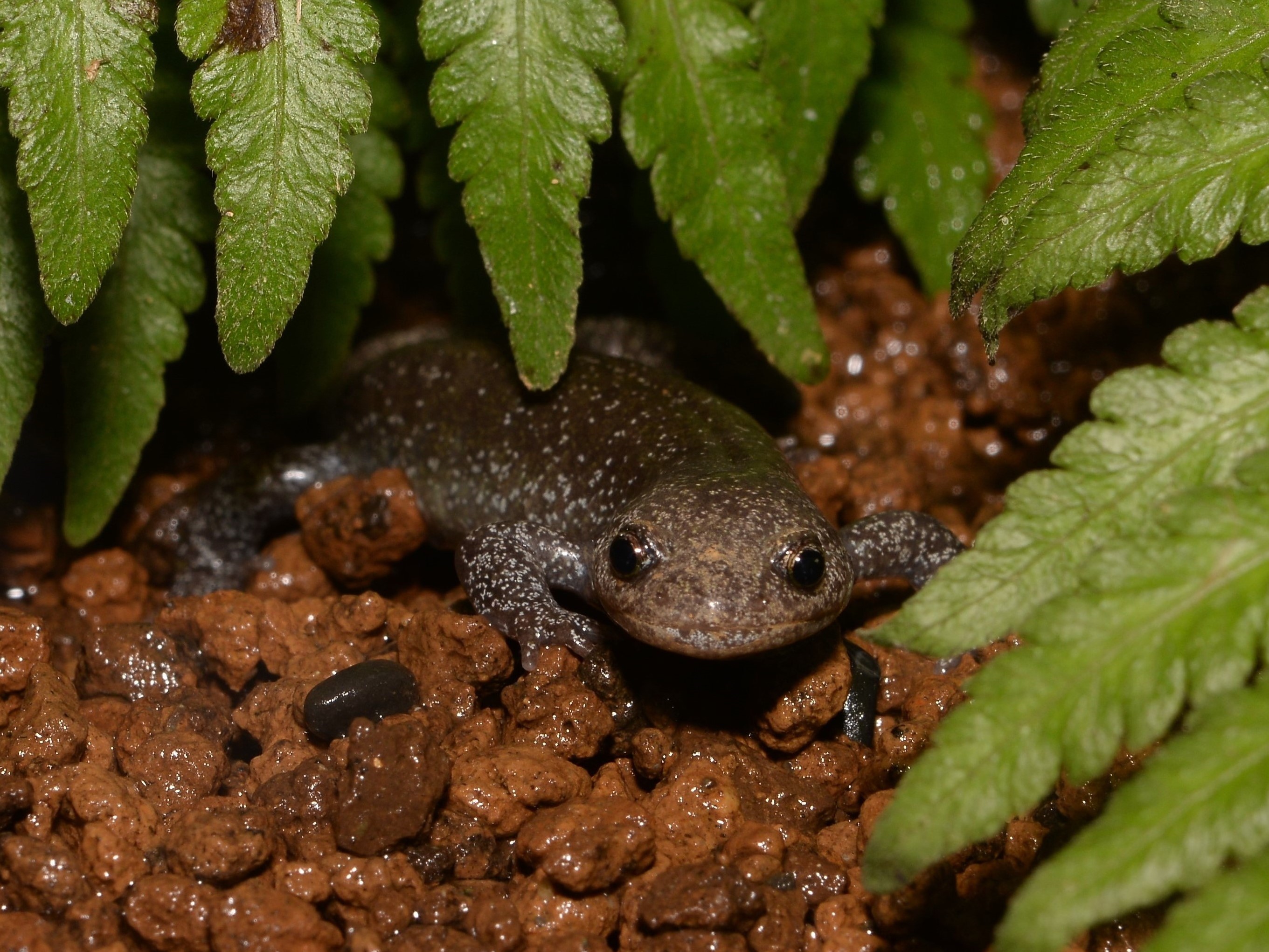 トサシミズサンショウウオ