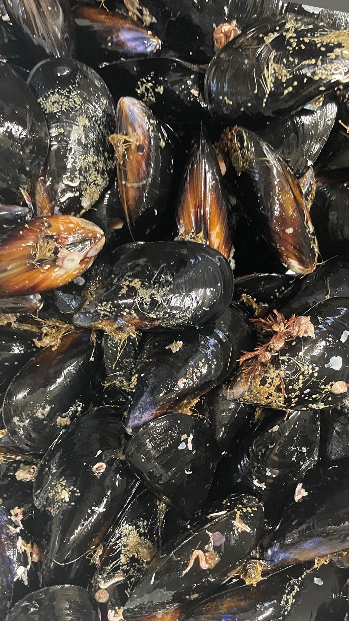 女川港仕入れ_シウリ貝