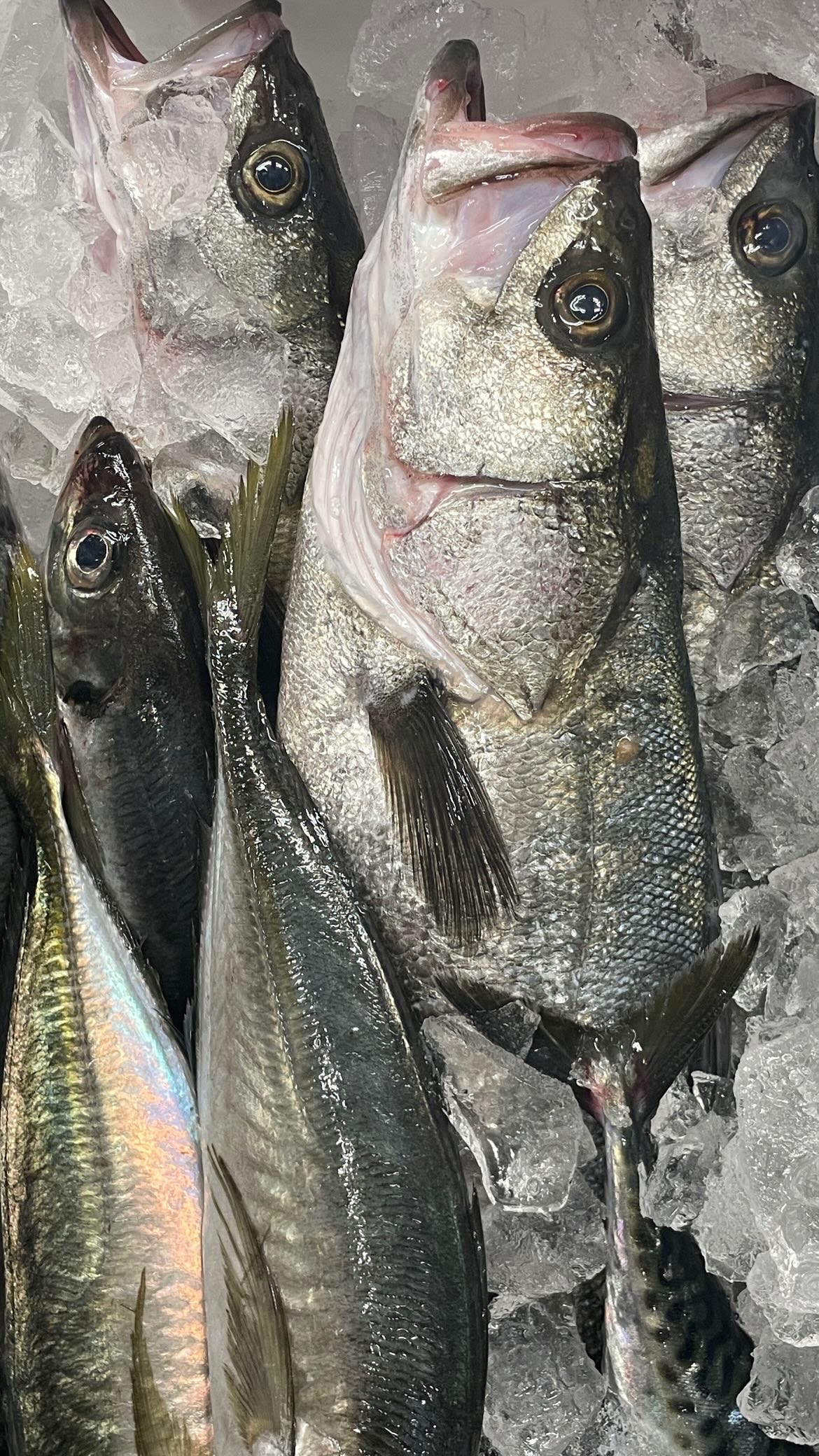 女川港仕入れ_ブリ