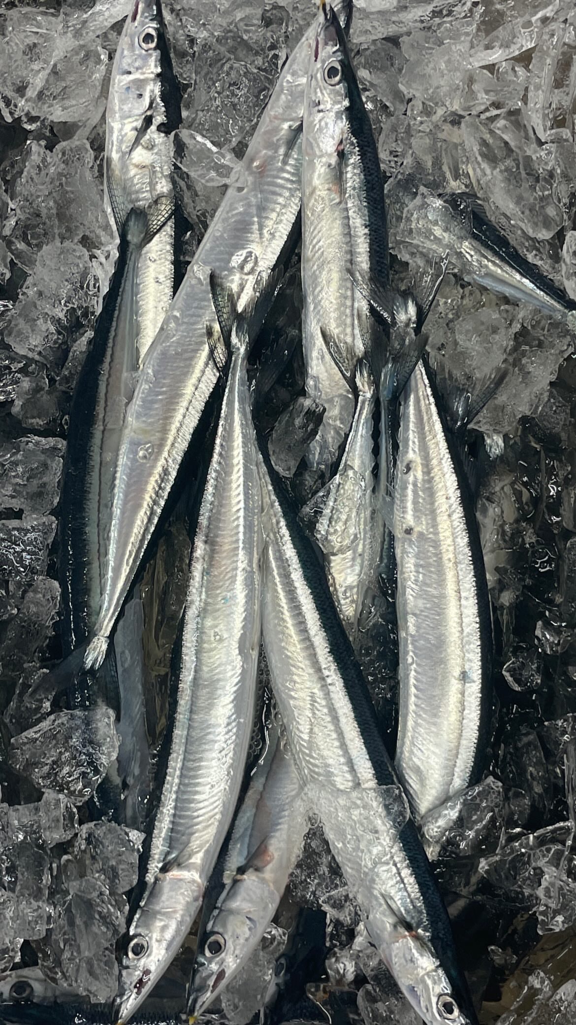 女川港仕入れ_秋刀魚