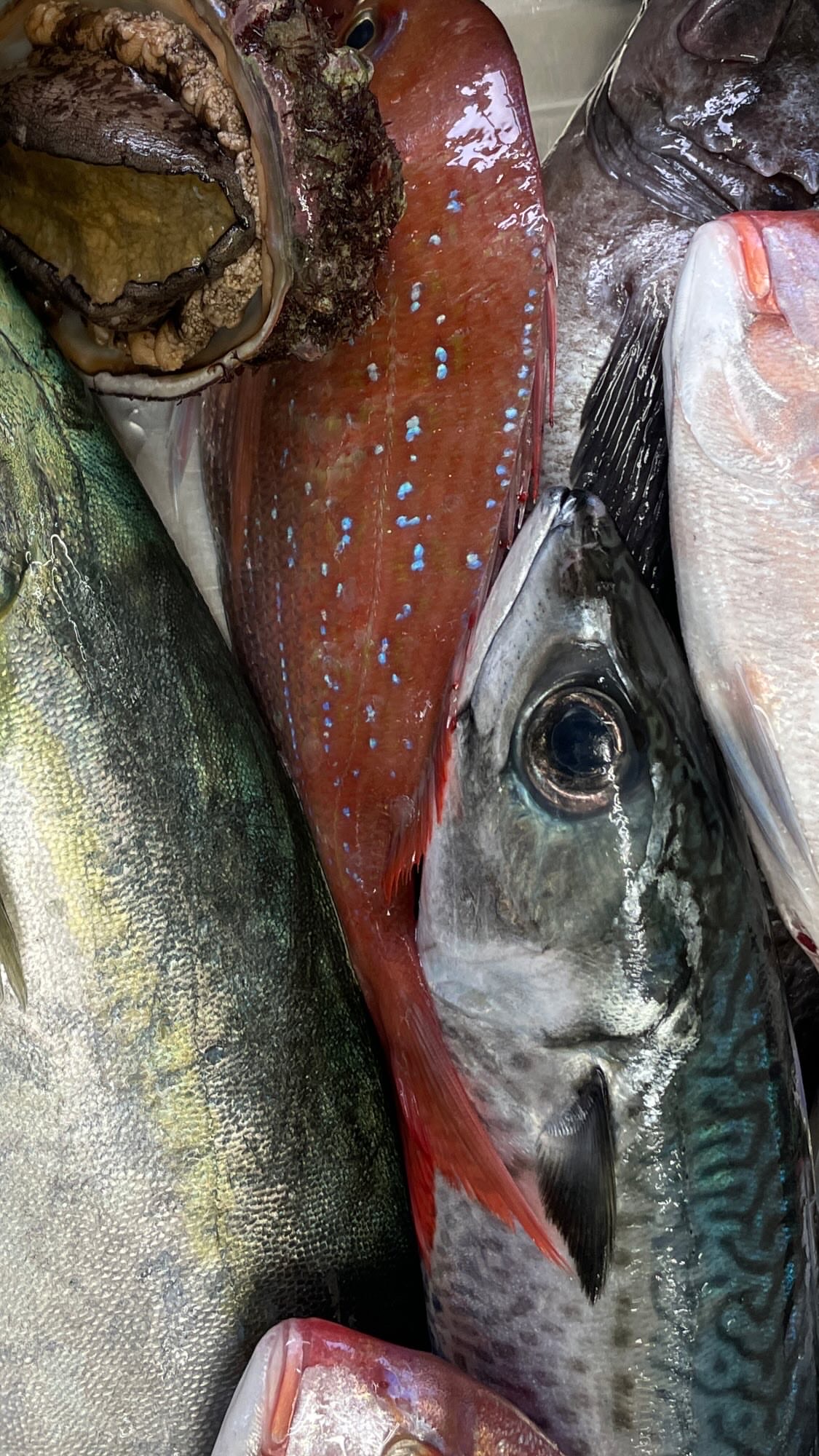 女川港仕入れ_タイ