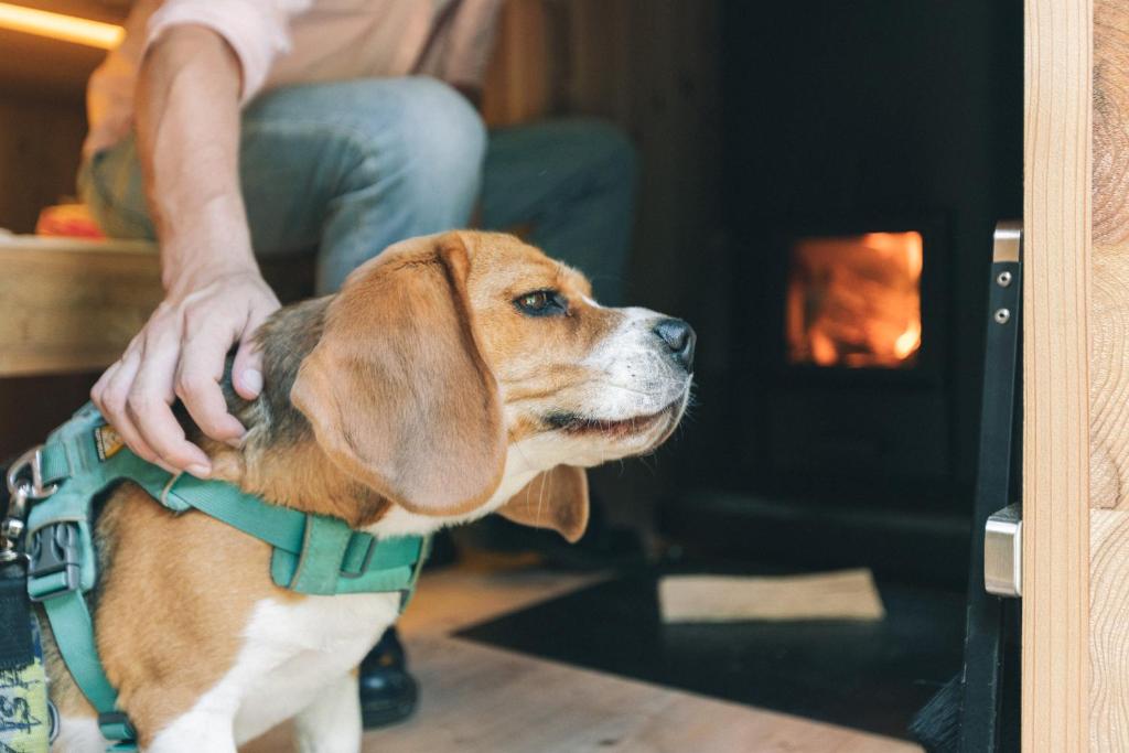 全フロアペットOKです。