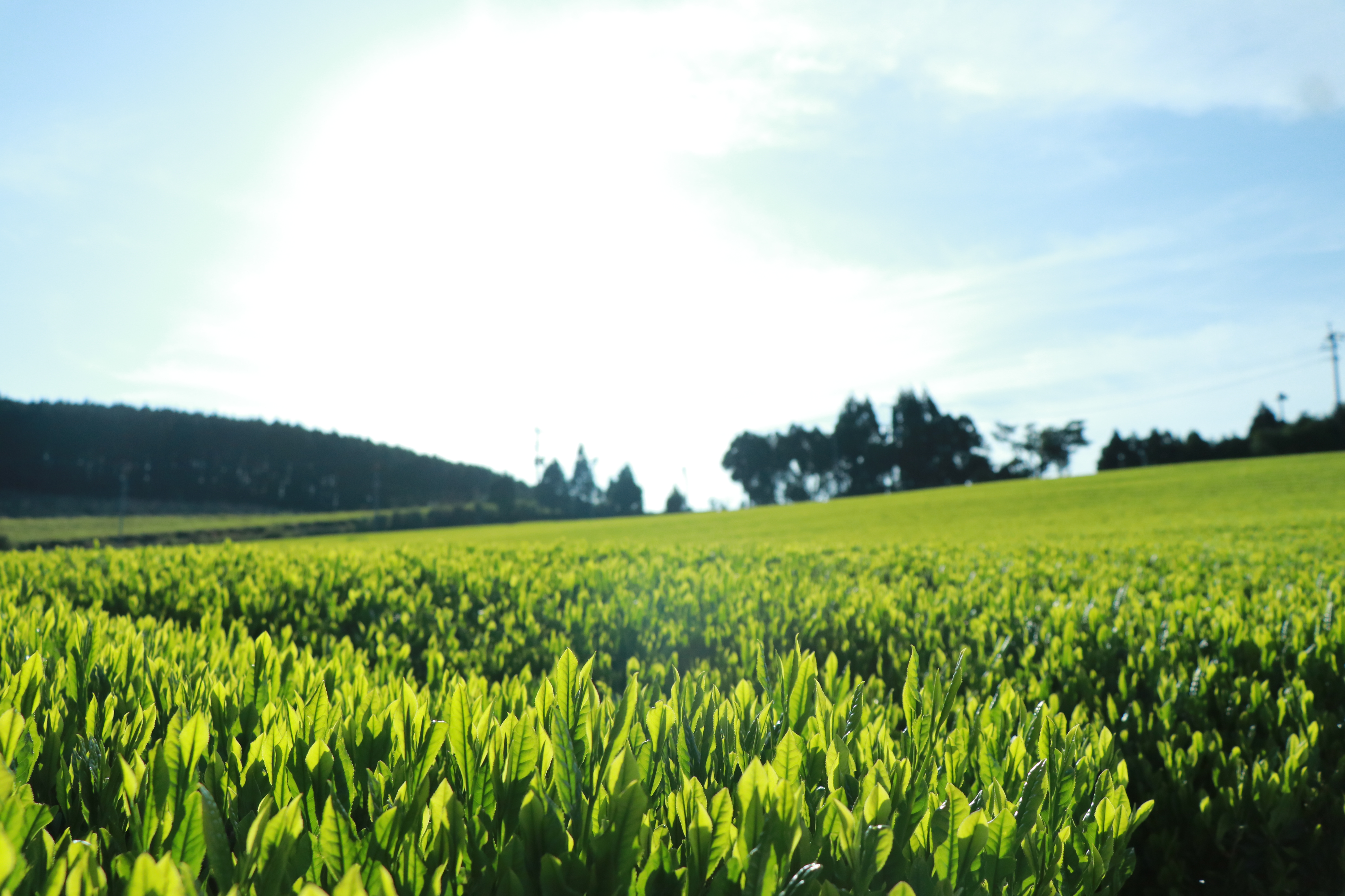 和紅茶が盛んな水俣の茶畑