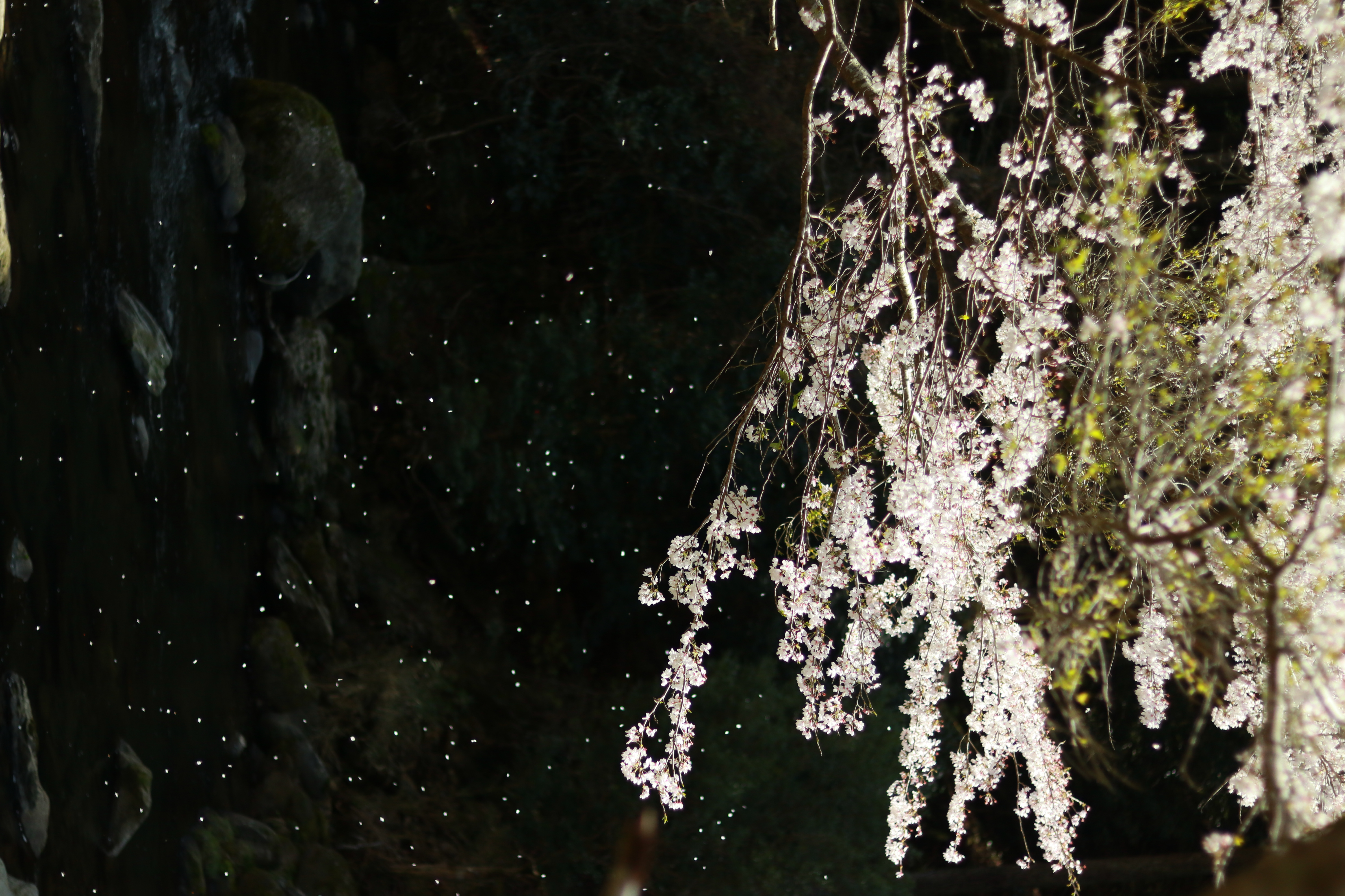 湯出川の桜吹雪
