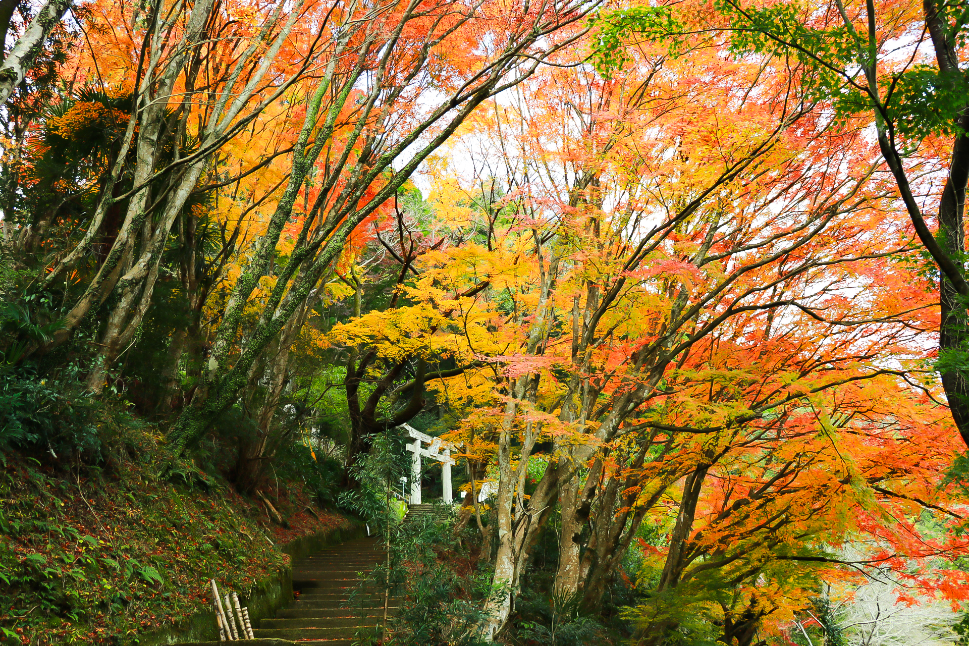 【湯出神社の紅葉】