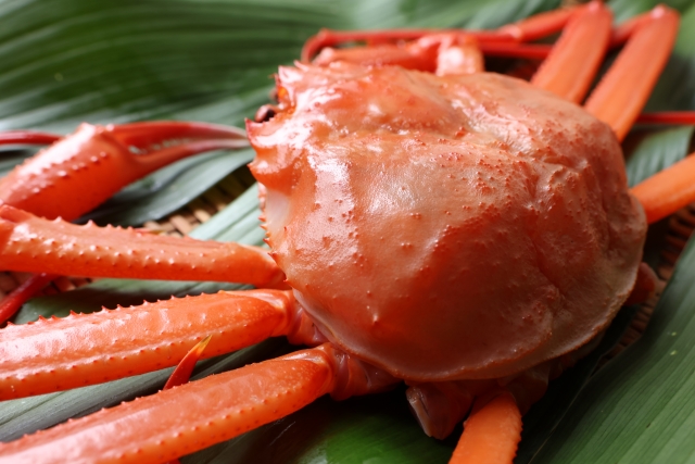 境港産「紅ズワイガニ」