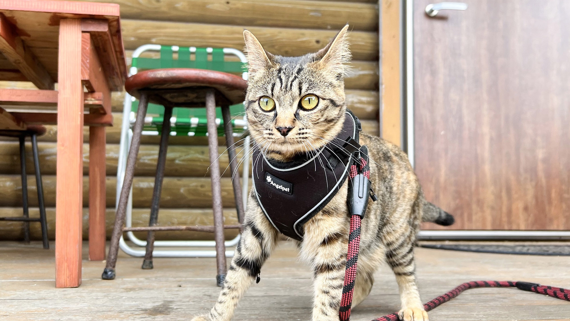〔素泊まり・大部屋和室〕ペットと泊まろう！大切な家族と一緒に過ごす　自然を満喫プラン