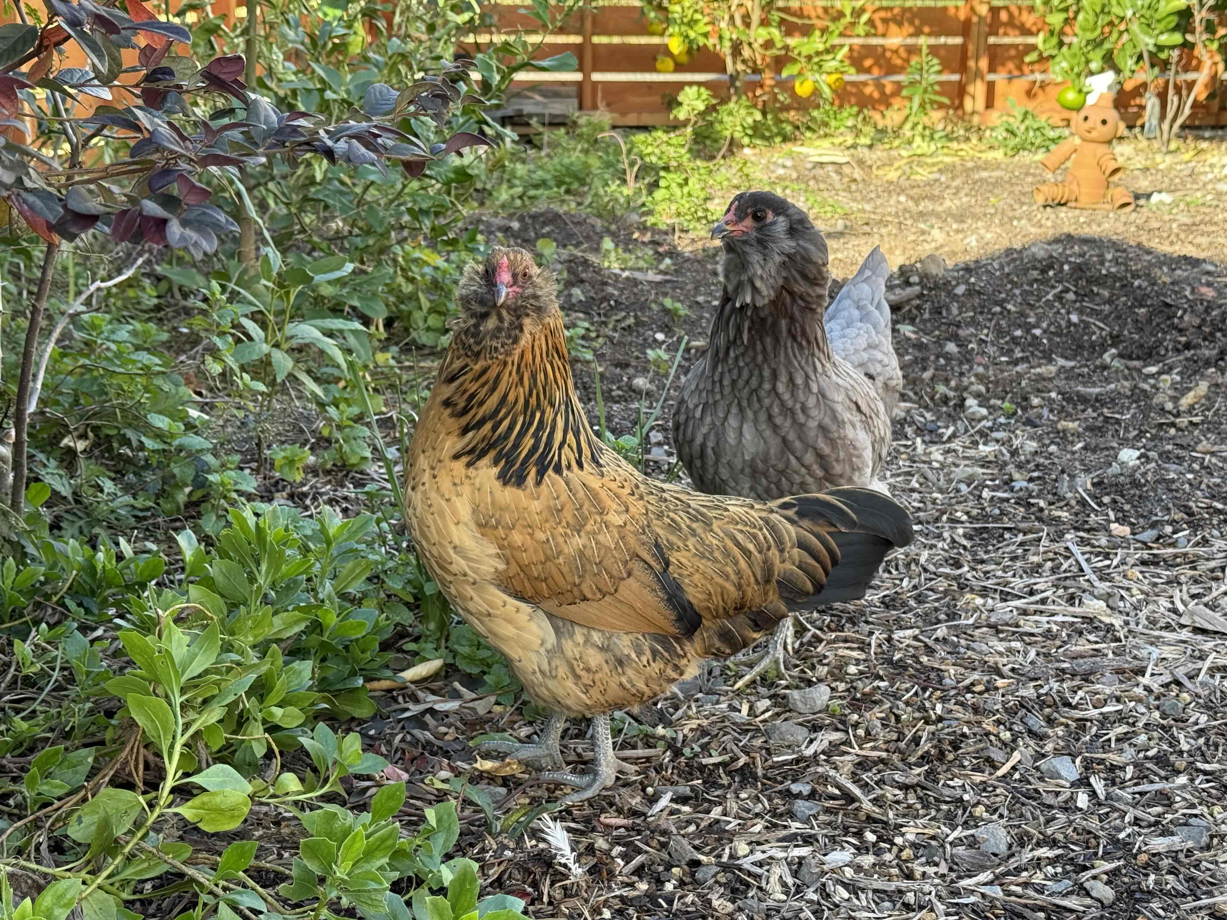 平飼いで育った鶏たちは、新鮮野菜をたっぷりと食べてのびのびと過ごしています。その鶏たちが産む卵は、身体に優しく濃厚でコクのある味わいが魅力です。ひと口食べるだけで、その豊かな美味しさに感動する絶品の逸品です。