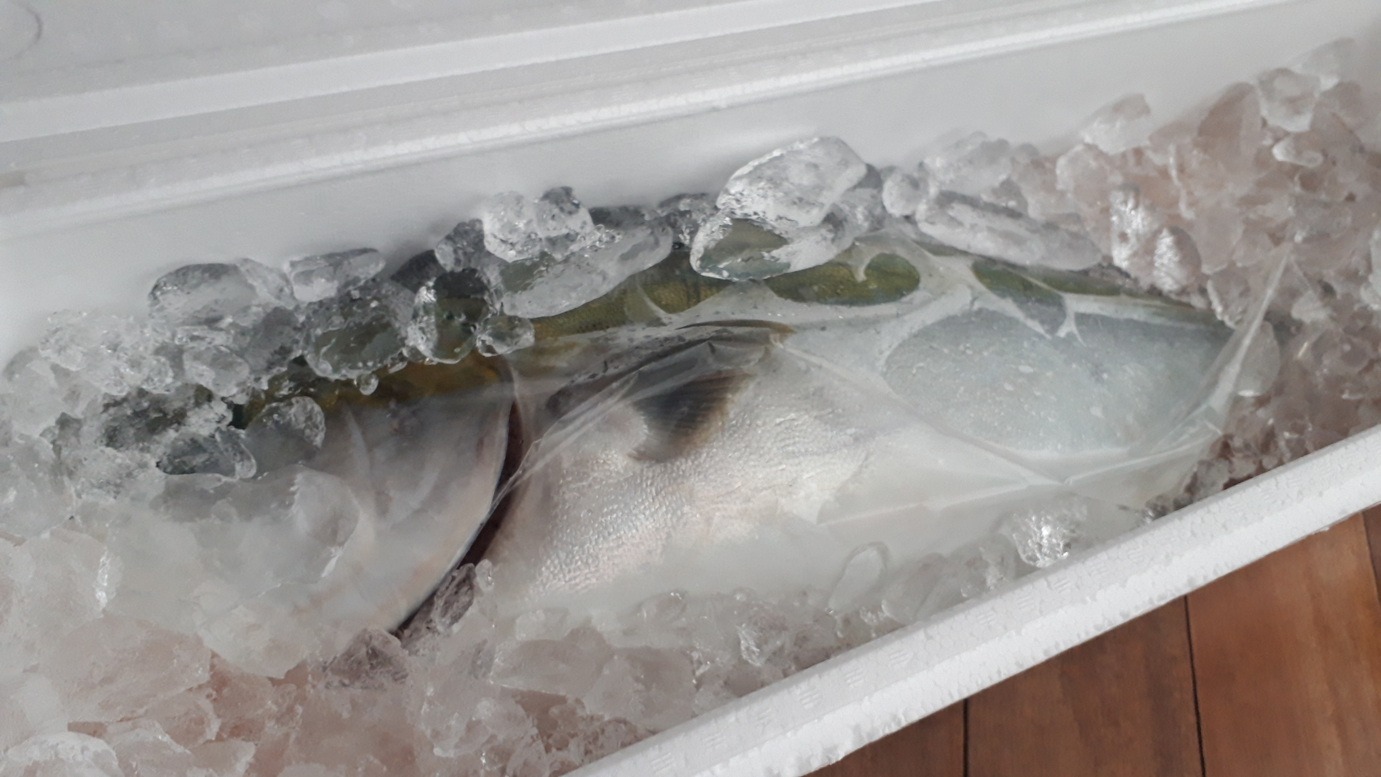 伊根ぶり（日本三大ぶり・定置で獲れたら食べれます）
