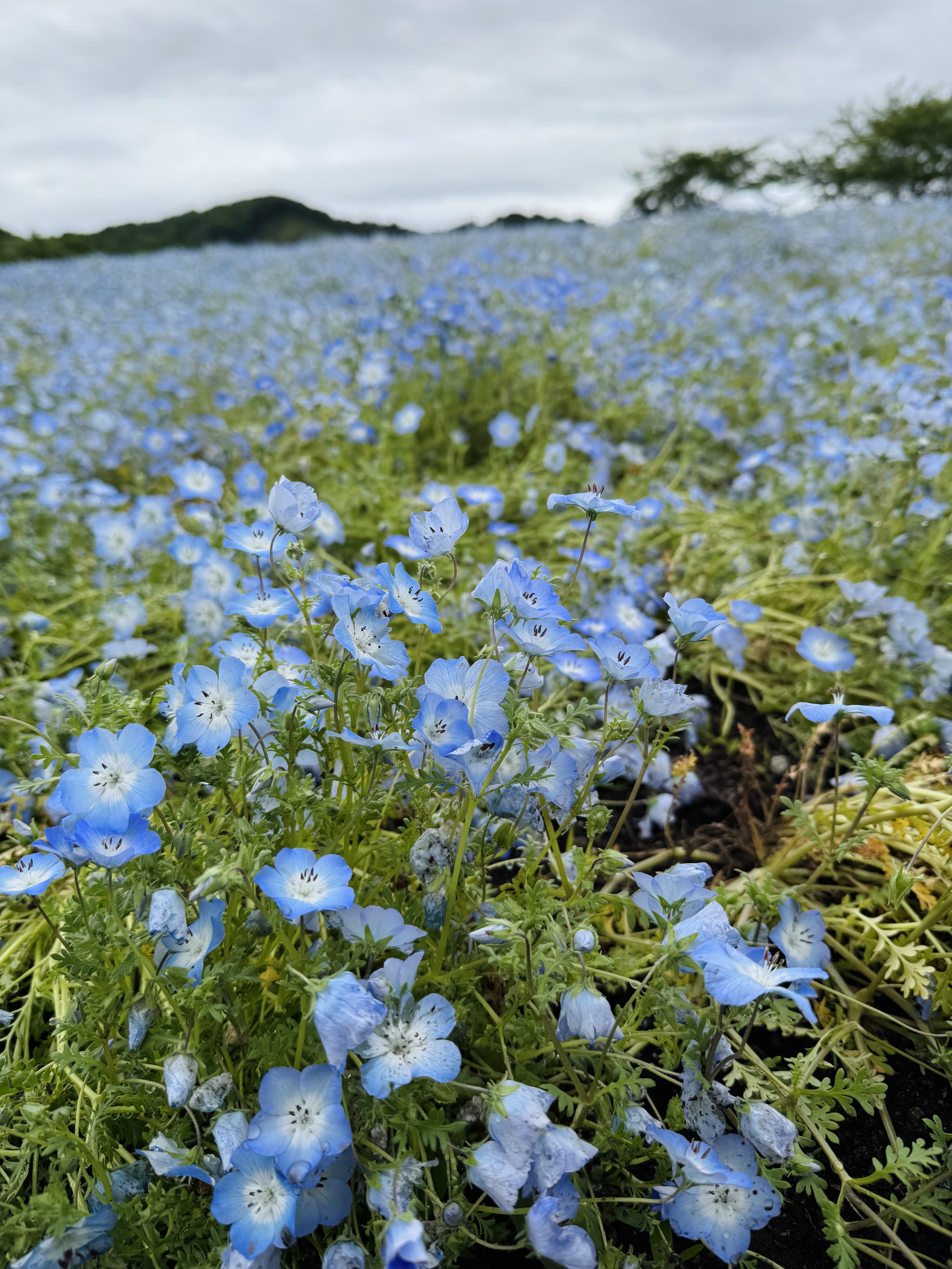 やくらいガーデン02