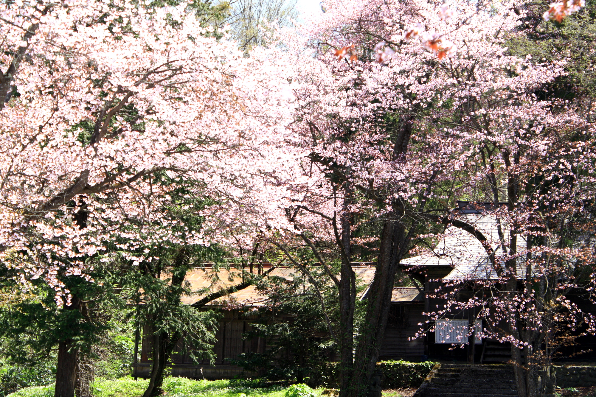 旭山公園の桜（春）☆
