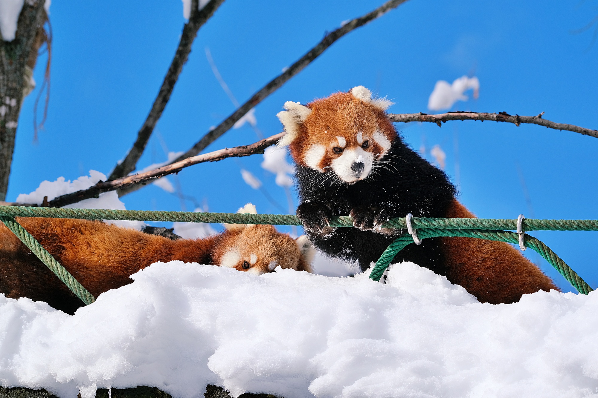 レッサーパンダ・冬の旭山動物園☆