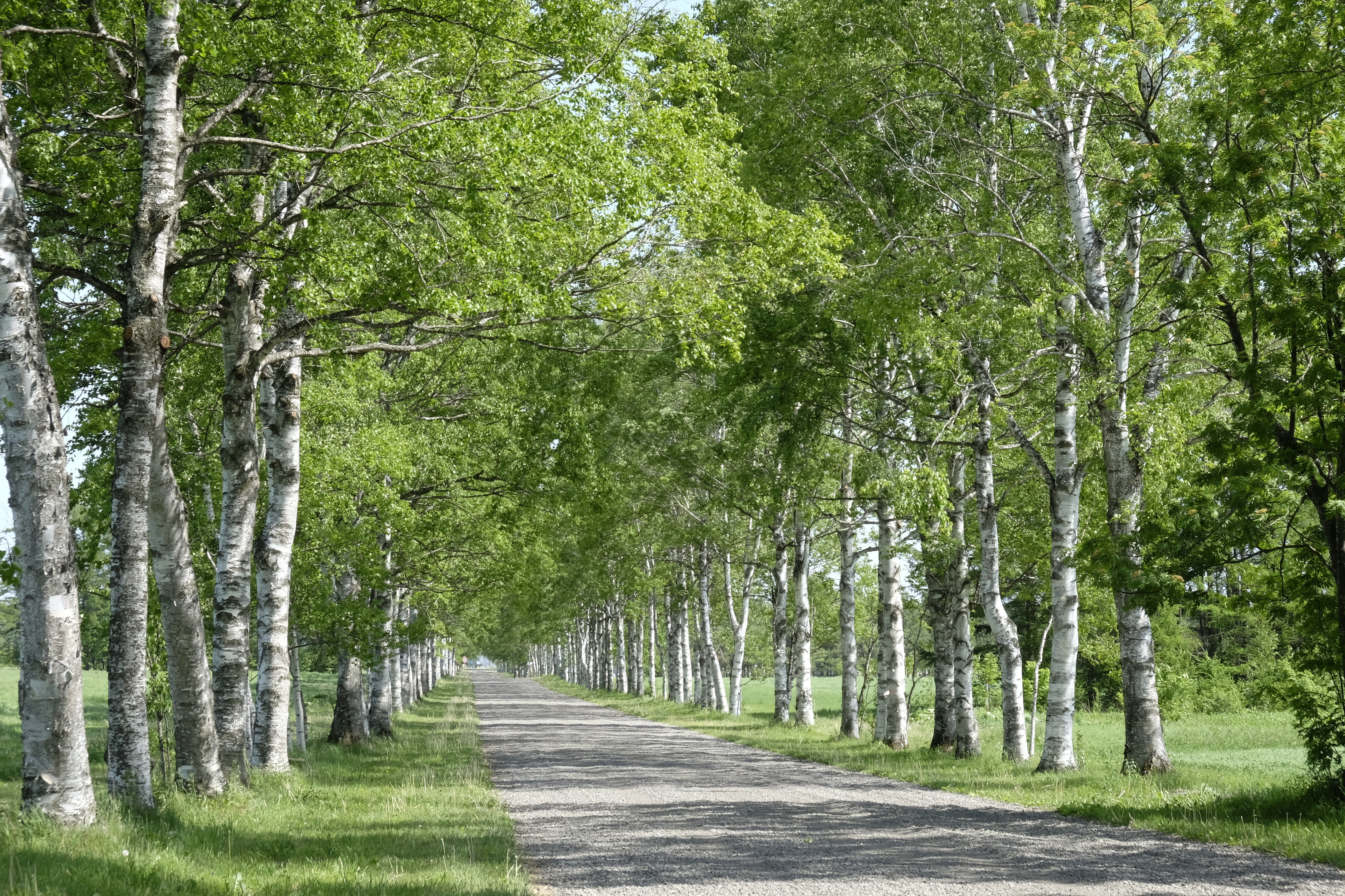 白樺並木