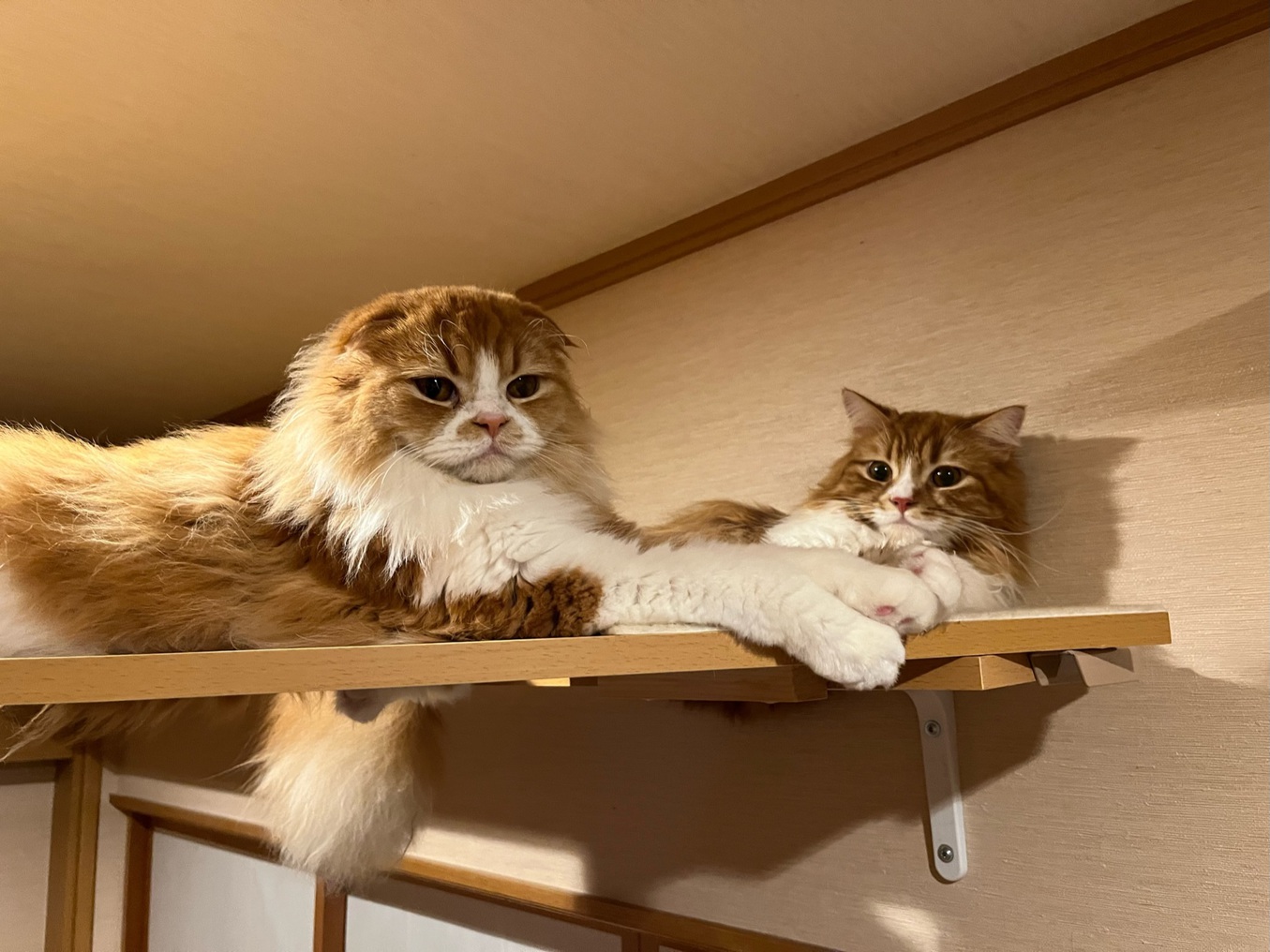 【ねこファースト】　愛猫とお泊まりしませんか？！　1棟貸(和洋２室１０名定員) ６名様まで同一料金
