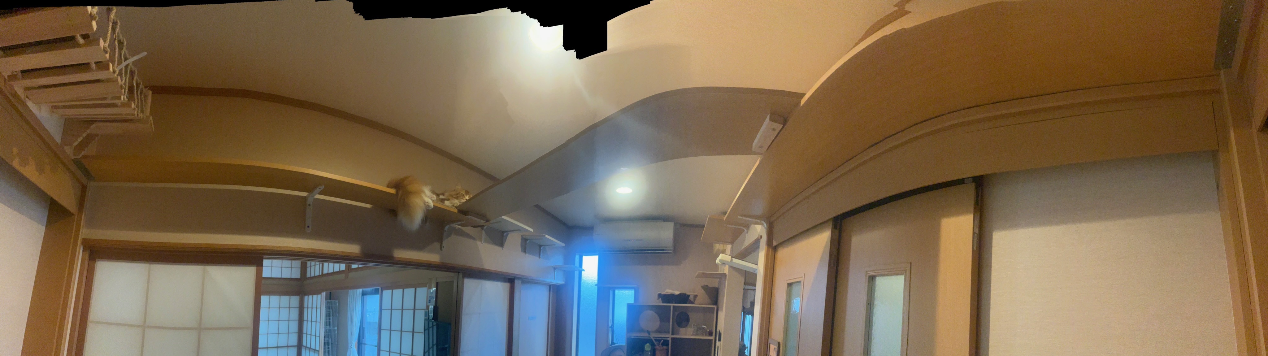 キャットウォーク