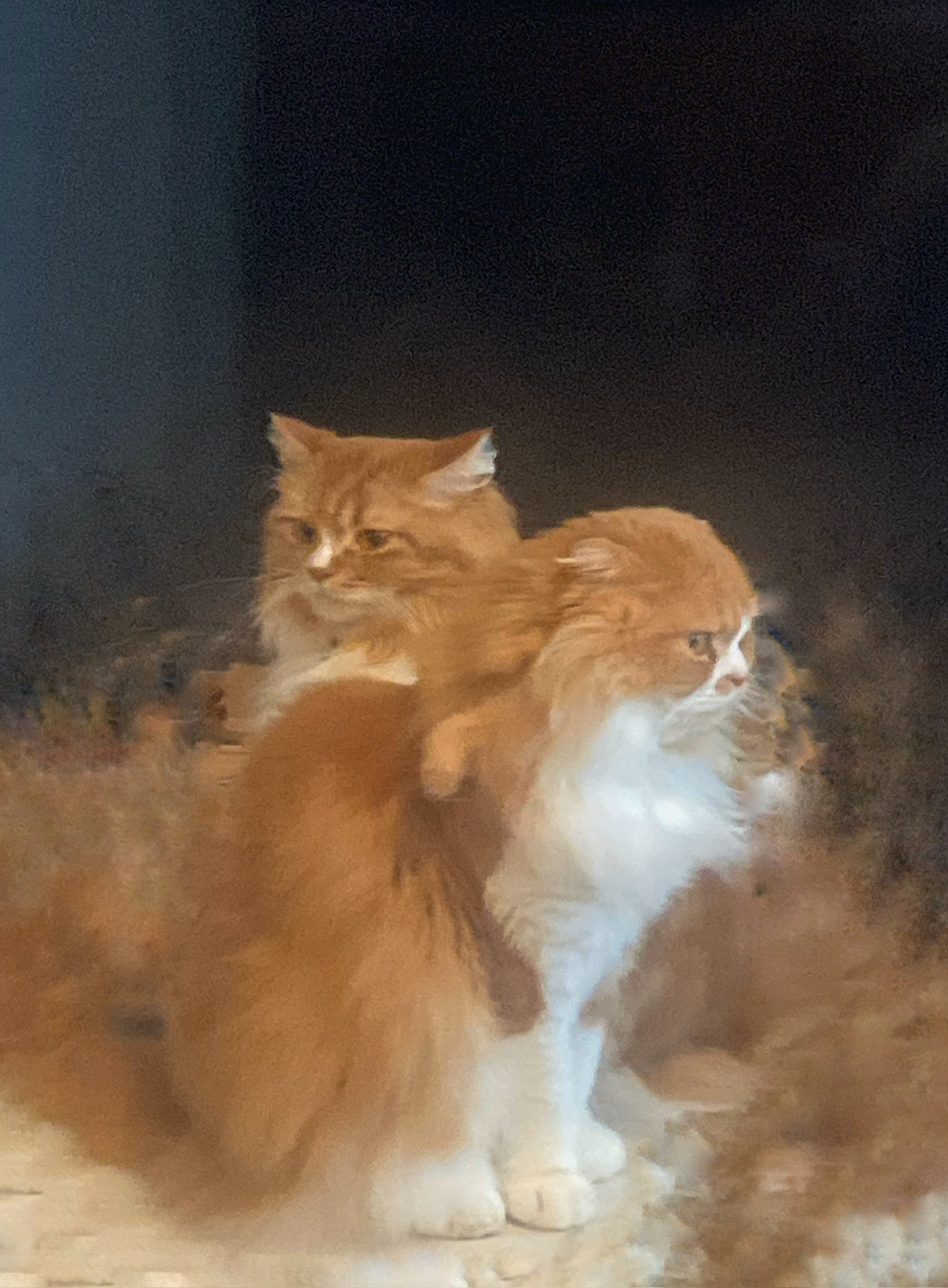 とらきち社長　ちゃとら副社長