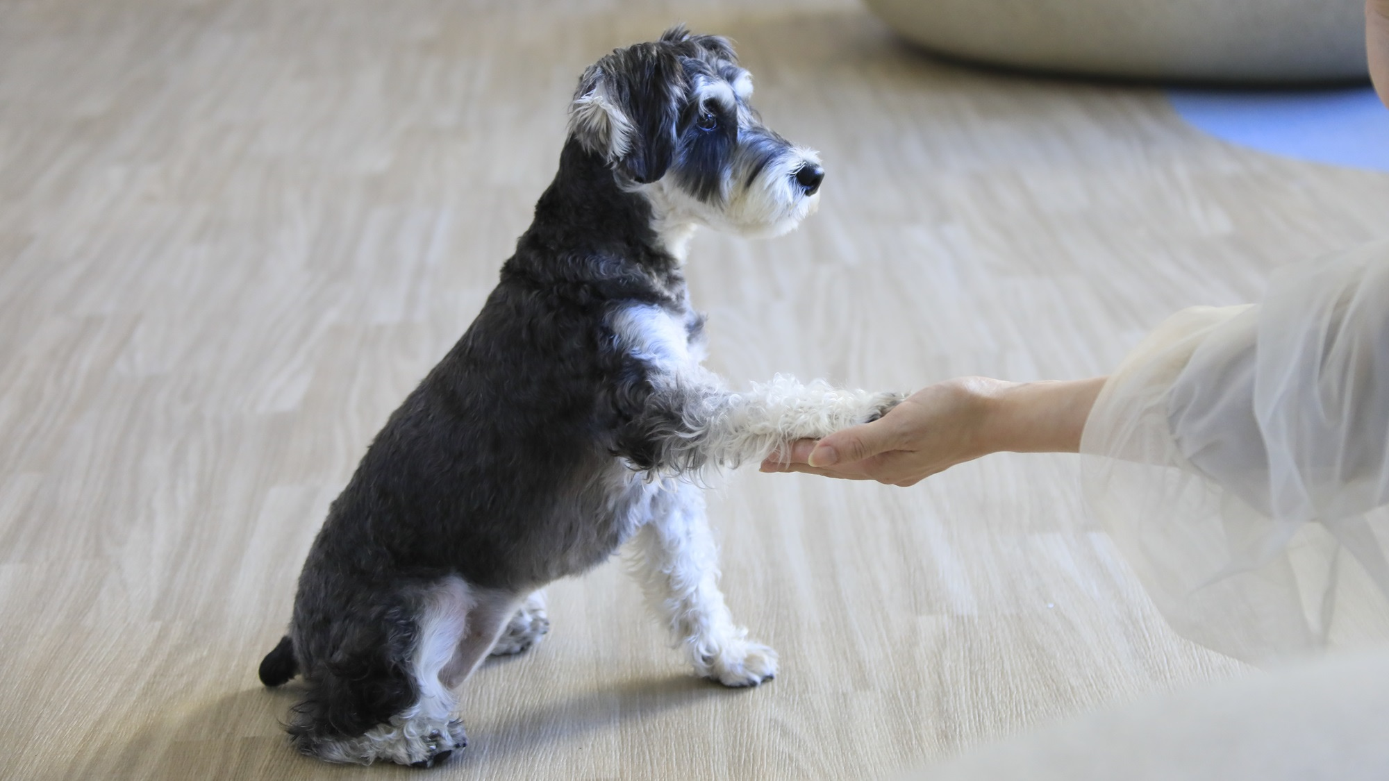 【ライト鍋会席】量控えめでお気軽ステイを堪能！愛犬とゆるりと過ごす熱海旅＜▼ライト鍋会席＞