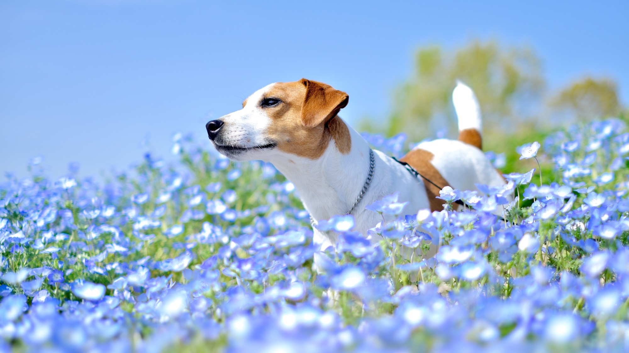 【GW×早期割】早期予約でお二人で4，400円引き！愛犬と計画的がお得！＜■特選鍋会席＞