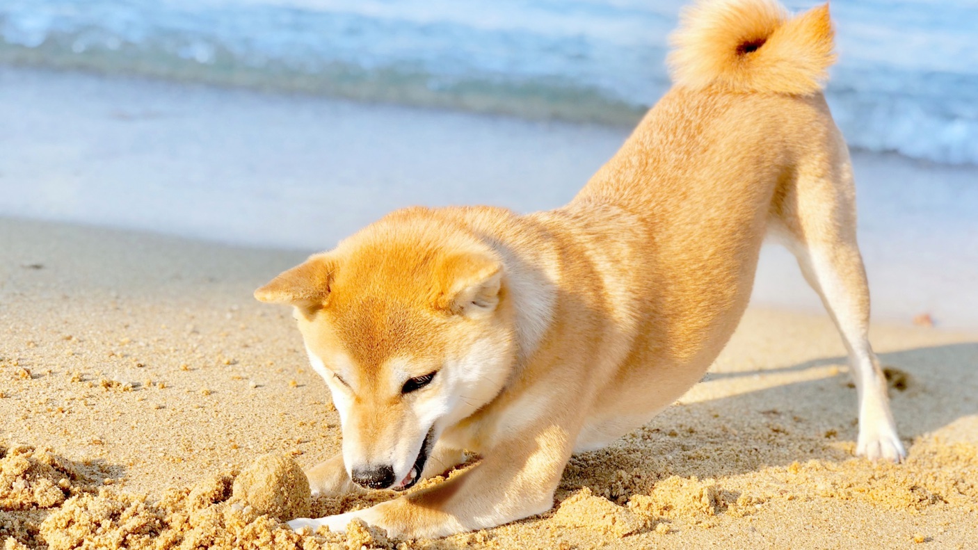 【お盆×部屋食】≪8/8-8/15限定≫愛犬と一緒お部屋でゆったりと夕食をお愉しみ＜■特選鍋会席＞