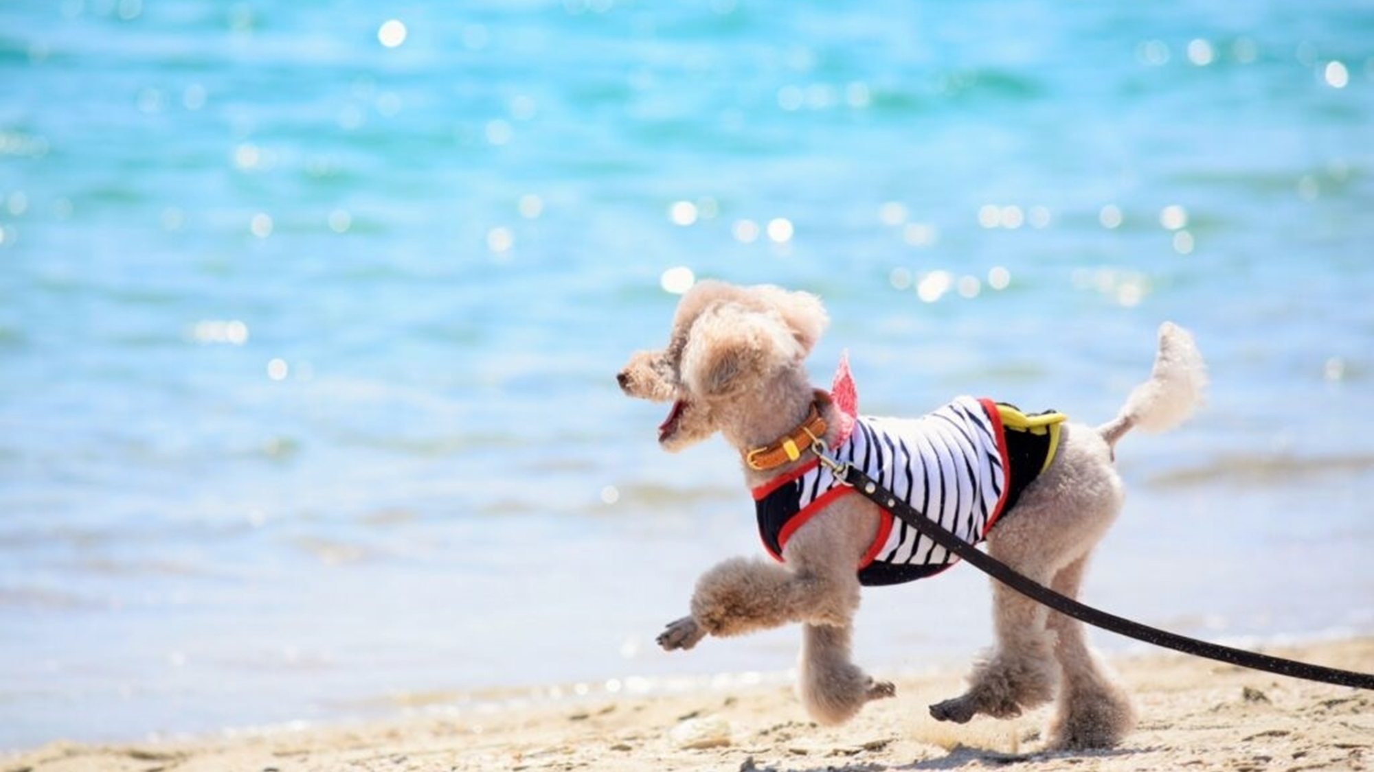 【お盆×ゆるり】≪8/8-8/15限定≫夏は熱海で愛犬とゆったり旅を満喫＜■特選鍋会席＞
