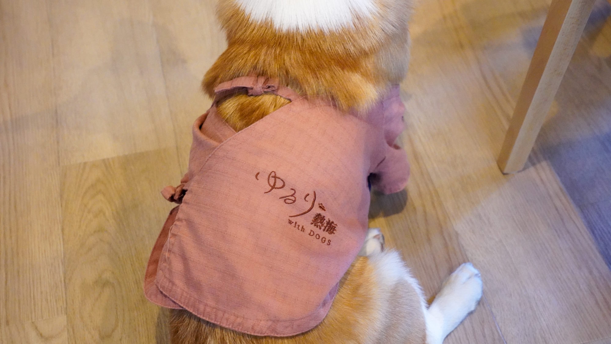 【350日手持ち花火プラン】愛犬と夏の思い出を熱海で／花火セットプレゼント＜★基本鍋会席＞