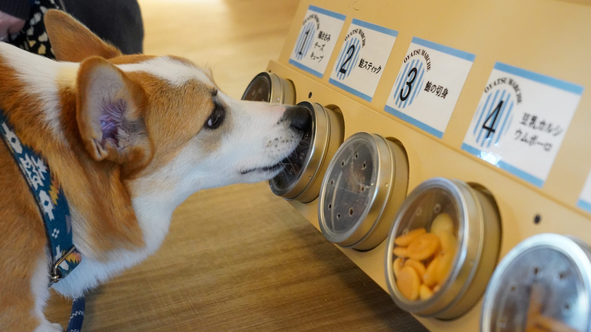 【20％OFF】【楽天スーパーSALE】海の見える当館特選コースをお得に満喫＜■特選鍋会席＞