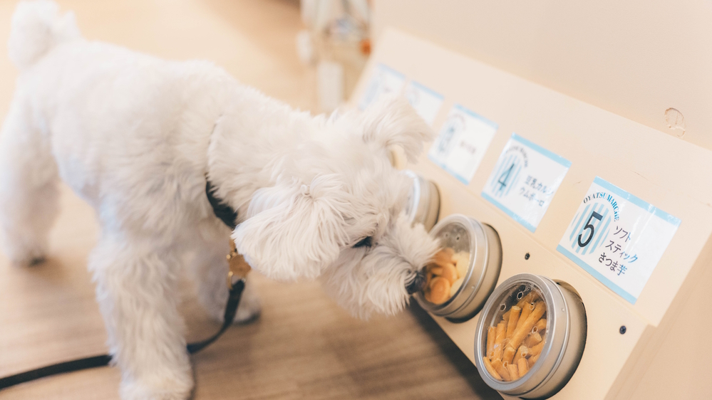 【お日にち限定】量控えめライト会席を特別価格で！愛犬と気軽に楽しむ熱海旅＜▼ライト鍋会席＞