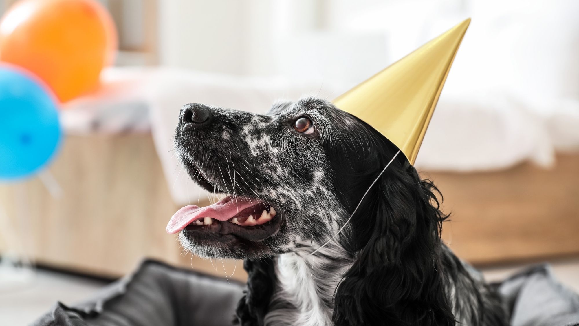 【記念日プラン】愛犬利用料無料＆wanケーキ付き！特別な熱海お祝い旅＜■特選鍋会席＞