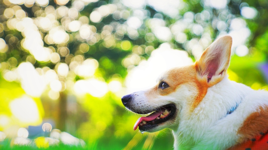 【GWプラン】≪5/2-5/5限定≫愛犬と癒し旅／熱海で過ごす極上ウェルネスを満喫＜■特選鍋会席＞