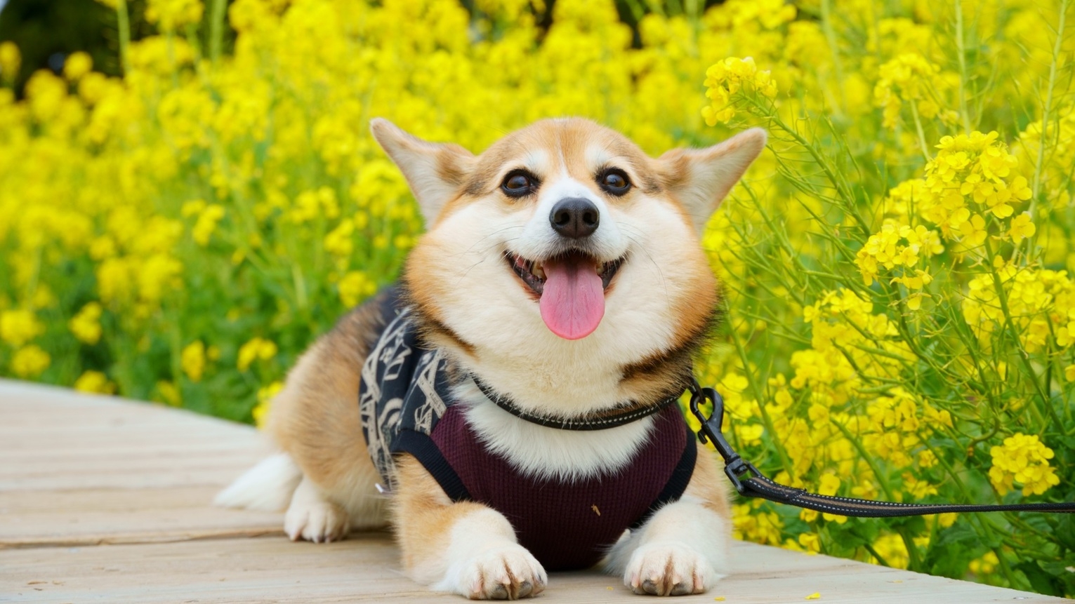 【春旅セール×お部屋食】《最大20％OFF》海を見えるお部屋でお食事を満喫＜■特選鍋会席／お部屋＞