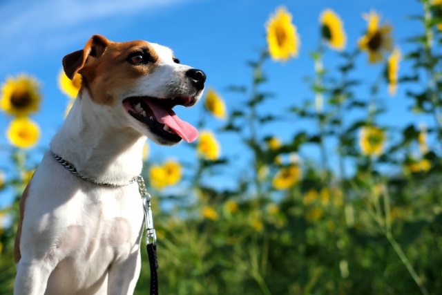 【直前割×お盆】≪8/8-8/15限定≫直前の予約がお得！愛犬と熱海を満喫＜■特選鍋会席＞