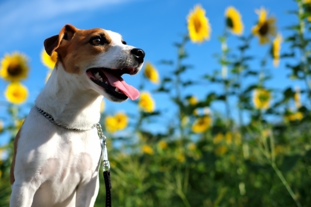 【早期割×お盆】≪8/8-8/15限定≫早期の予約がお得！愛犬と熱海を満喫＜■特選鍋会席＞