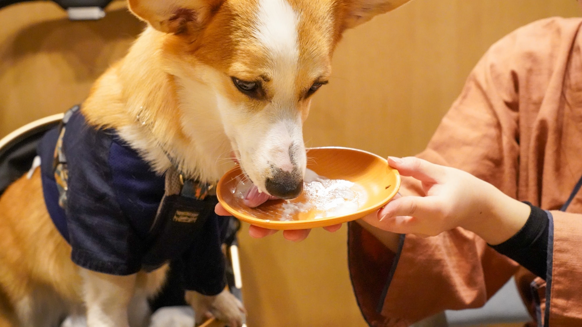 【GW×早期割】早期予約でお二人で4，400円引き！愛犬と計画的がお得！＜■特選鍋会席＞