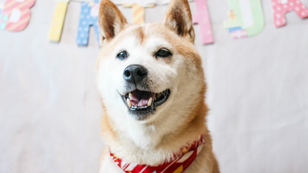 【愛犬記念日】3大特典でお誕生日やうちの子記念日をお祝い！ゆるりで旅の思い出づくり＜■特選鍋会席＞