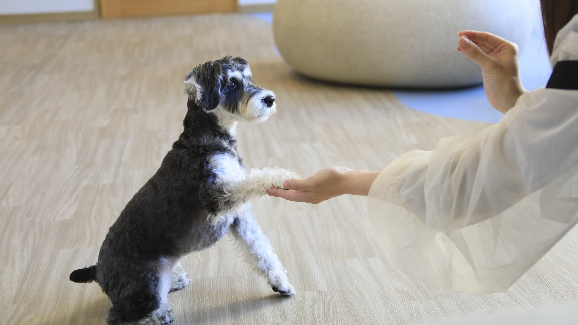 【屋内ドッグラン】愛犬とゆったりお過ごしください