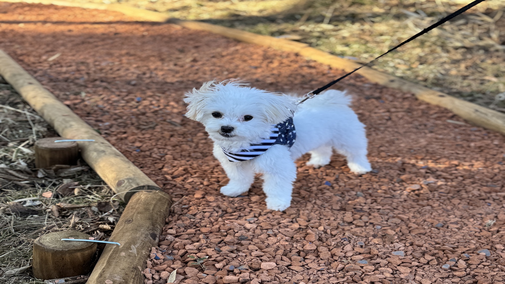 お散歩ガーデン