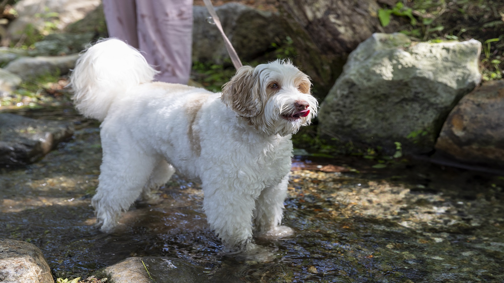 じゃぶじゃぶ川