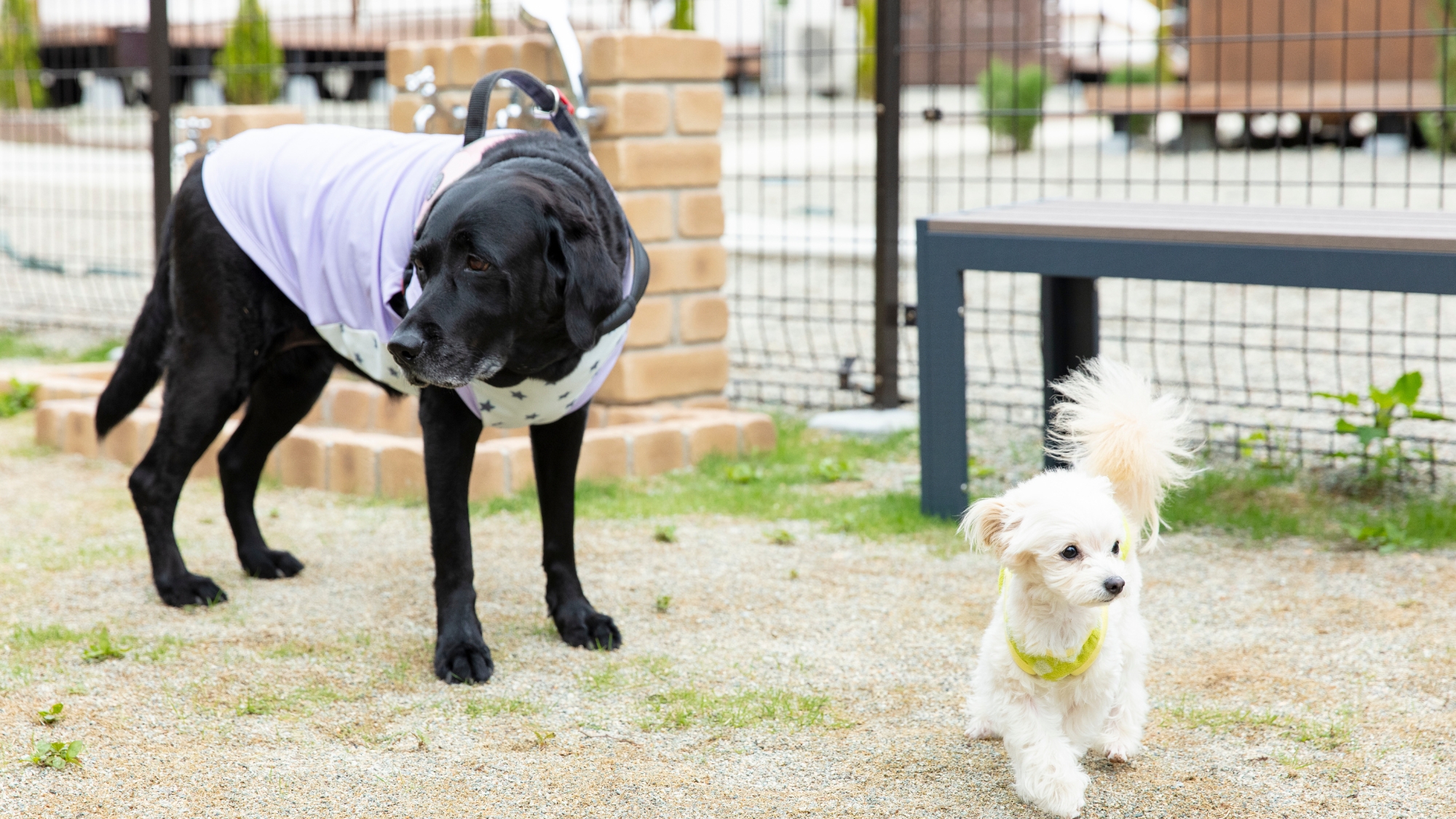 ご宿泊特典：グループ施設「那須ハミルの森」のドッグランが利用可能