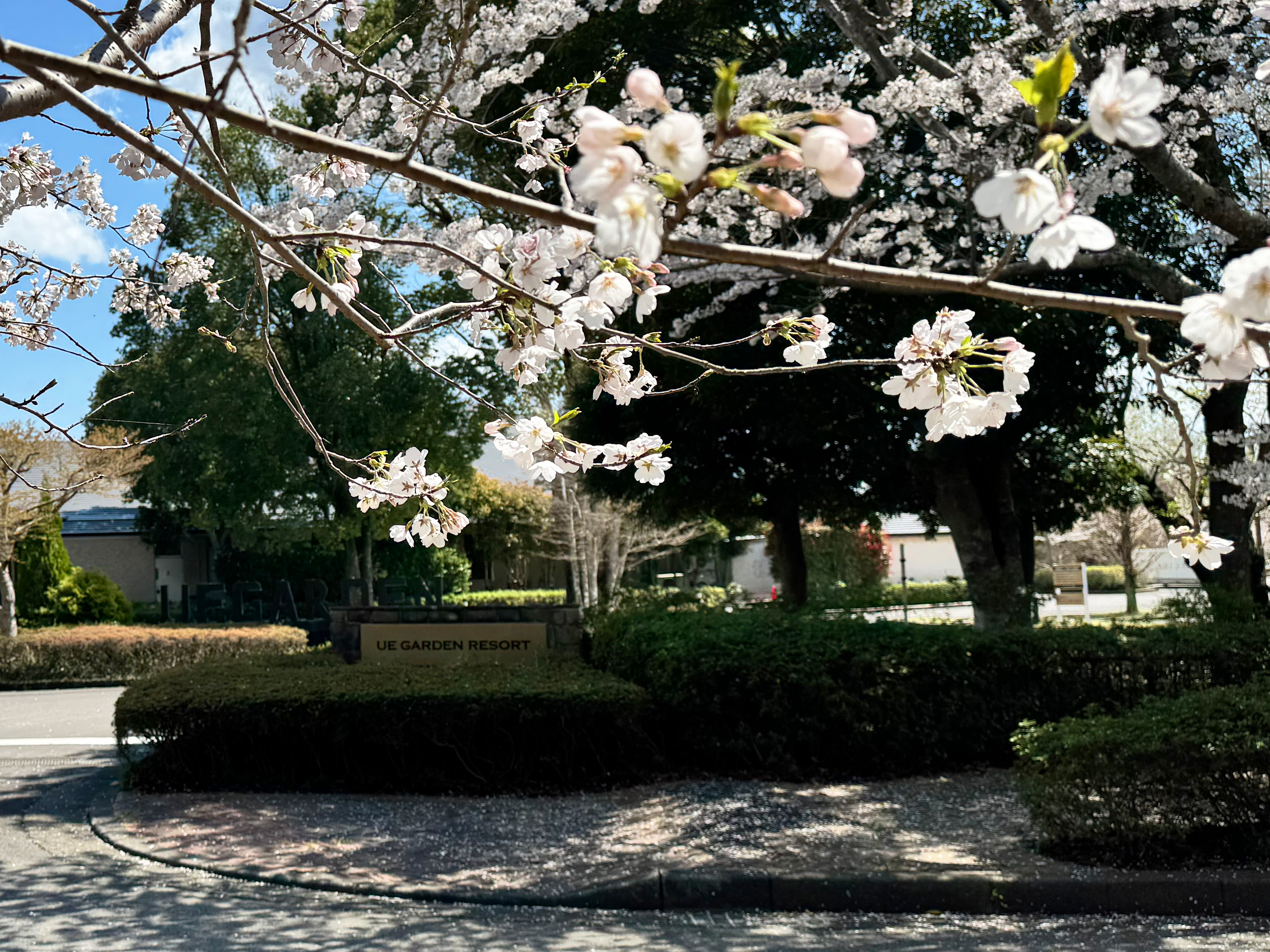 エントランス(春)