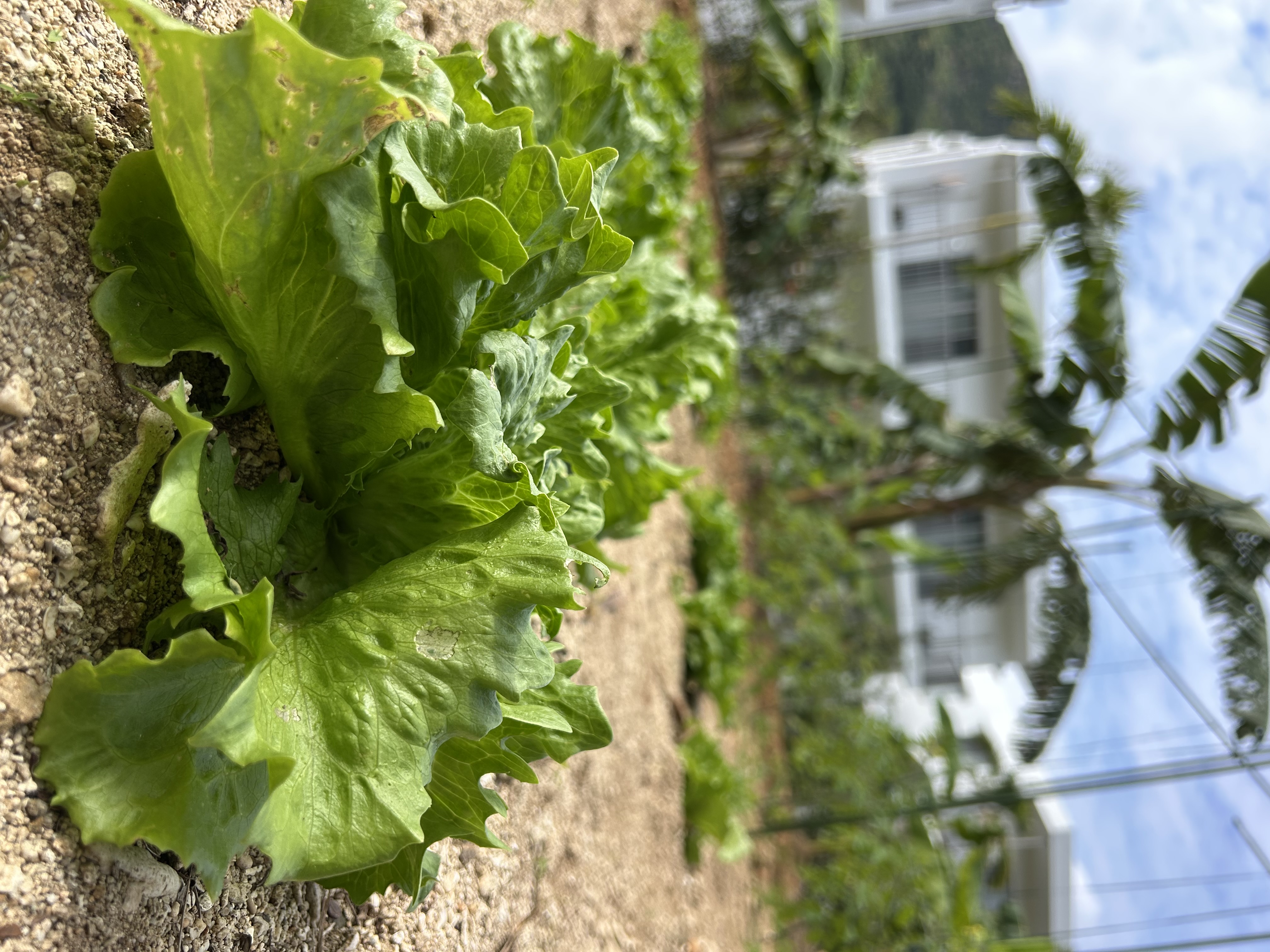 無農薬農園。収穫体験もお楽しみいただけます。