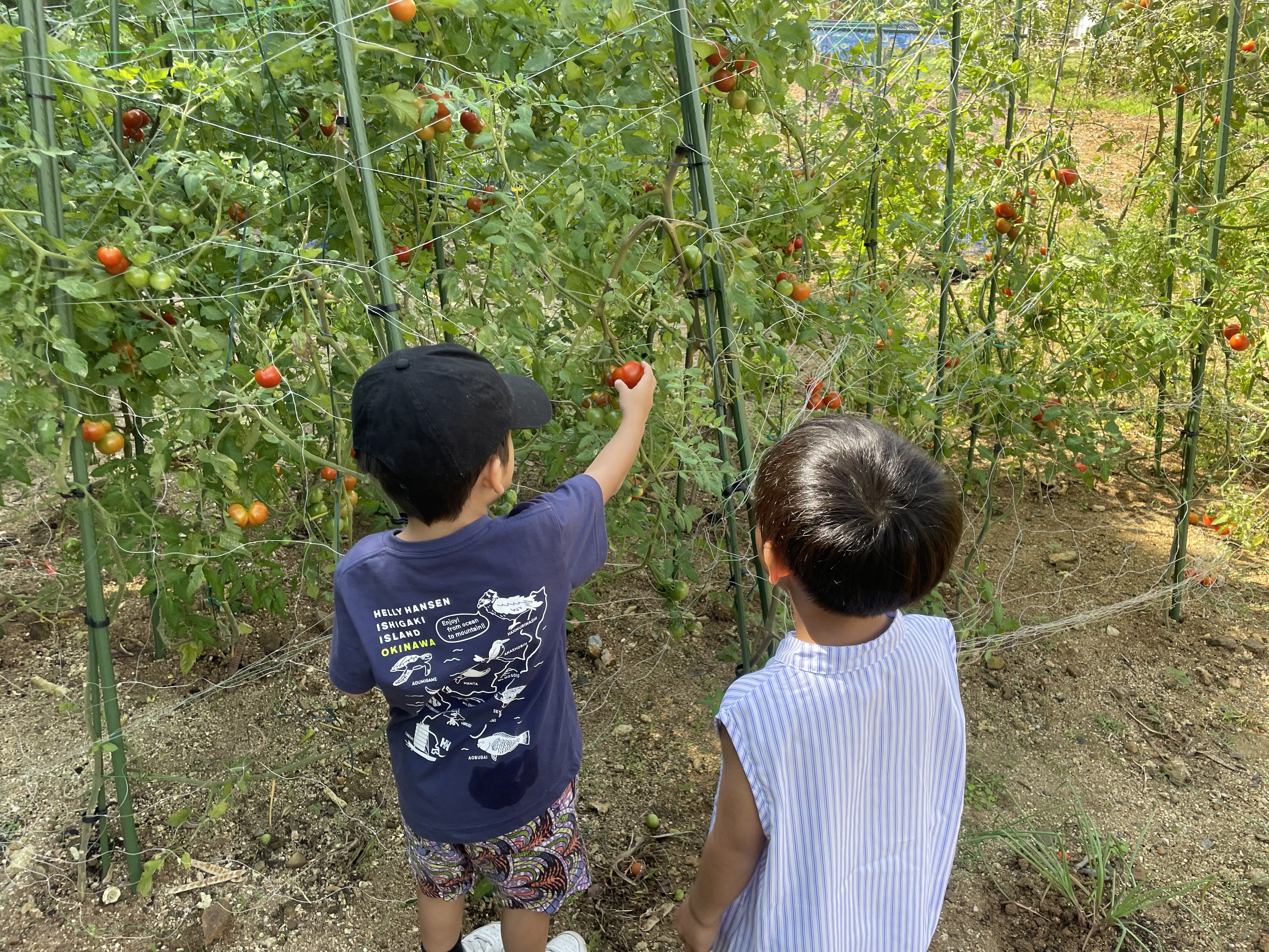 実りの季節には収穫体験もできます。