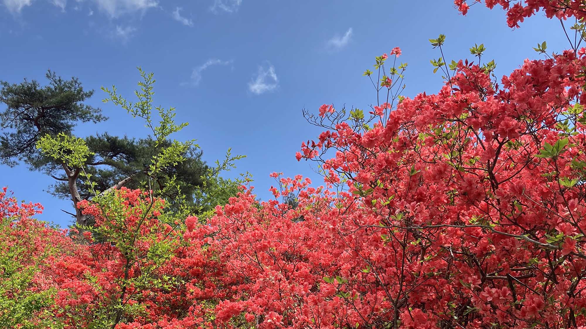 ・【周辺】日光はいろは坂や戦場ヶ原など四季折々のお花を楽しめます