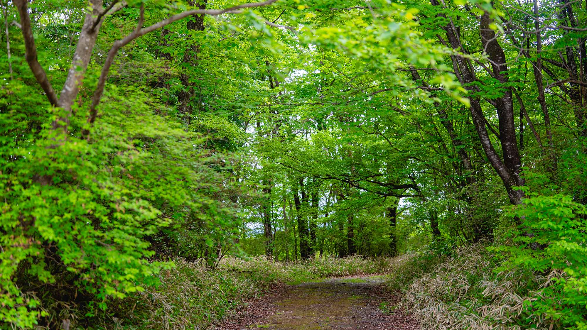 ・【周辺】四季折々美しい姿を見せてくれる日光の自然の中、散歩して緑に癒されませんか