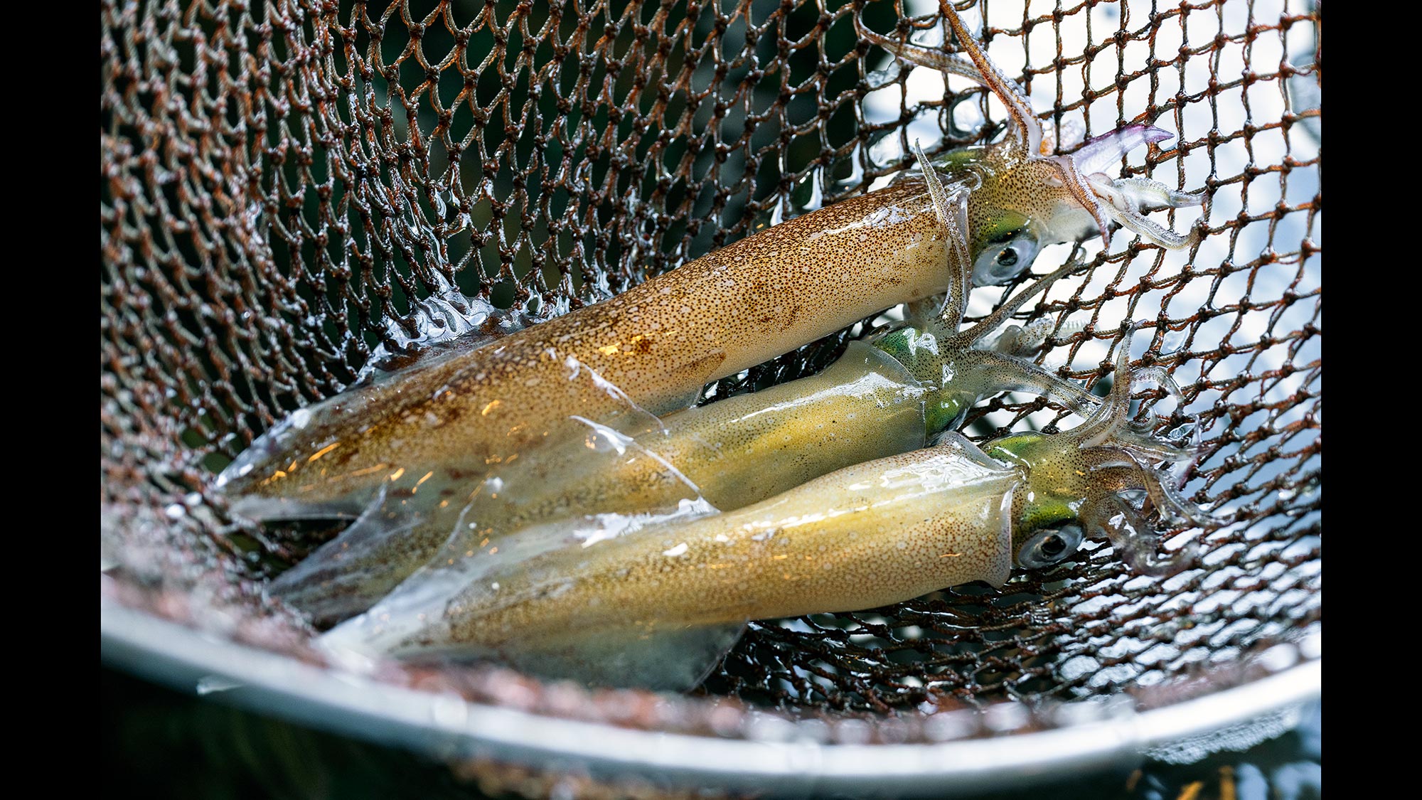 ・【お食事イメージ】当店自慢の新鮮なイカ料理をぜひご堪能ください