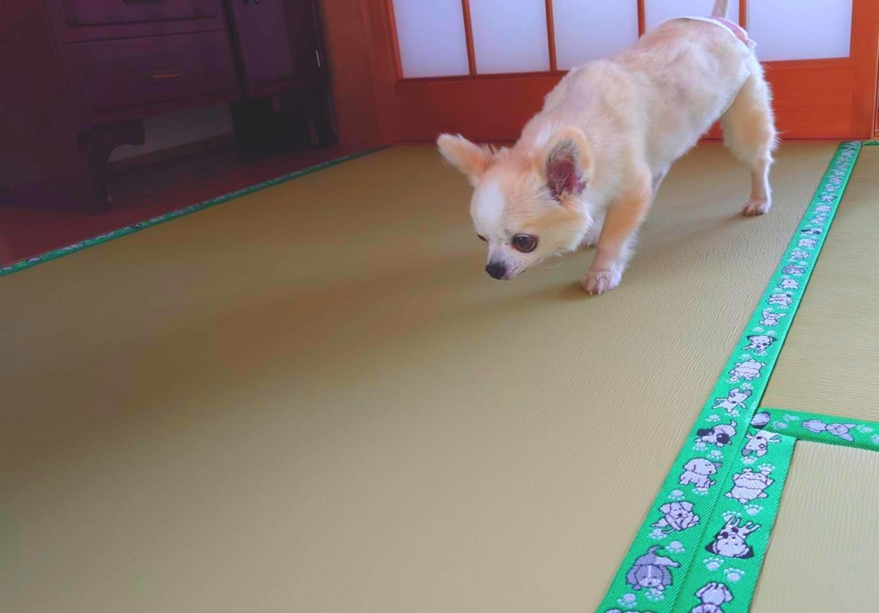 ウィズペットルーム