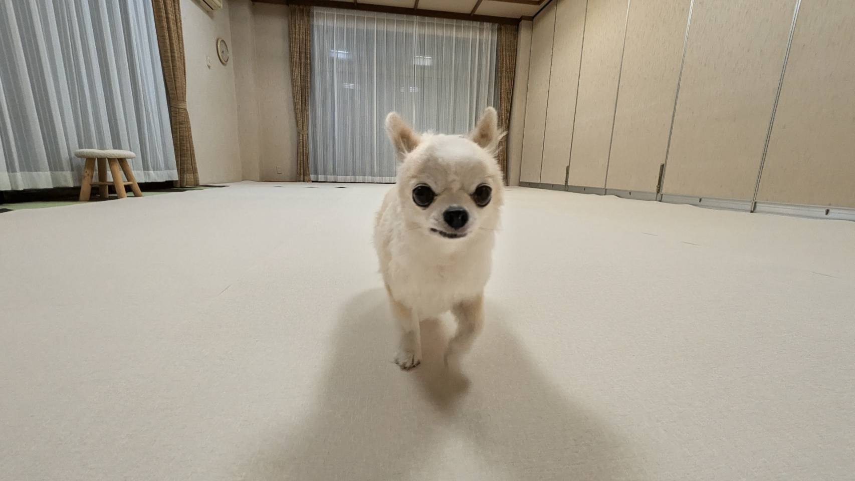 広々とした屋内ドッグラン♪