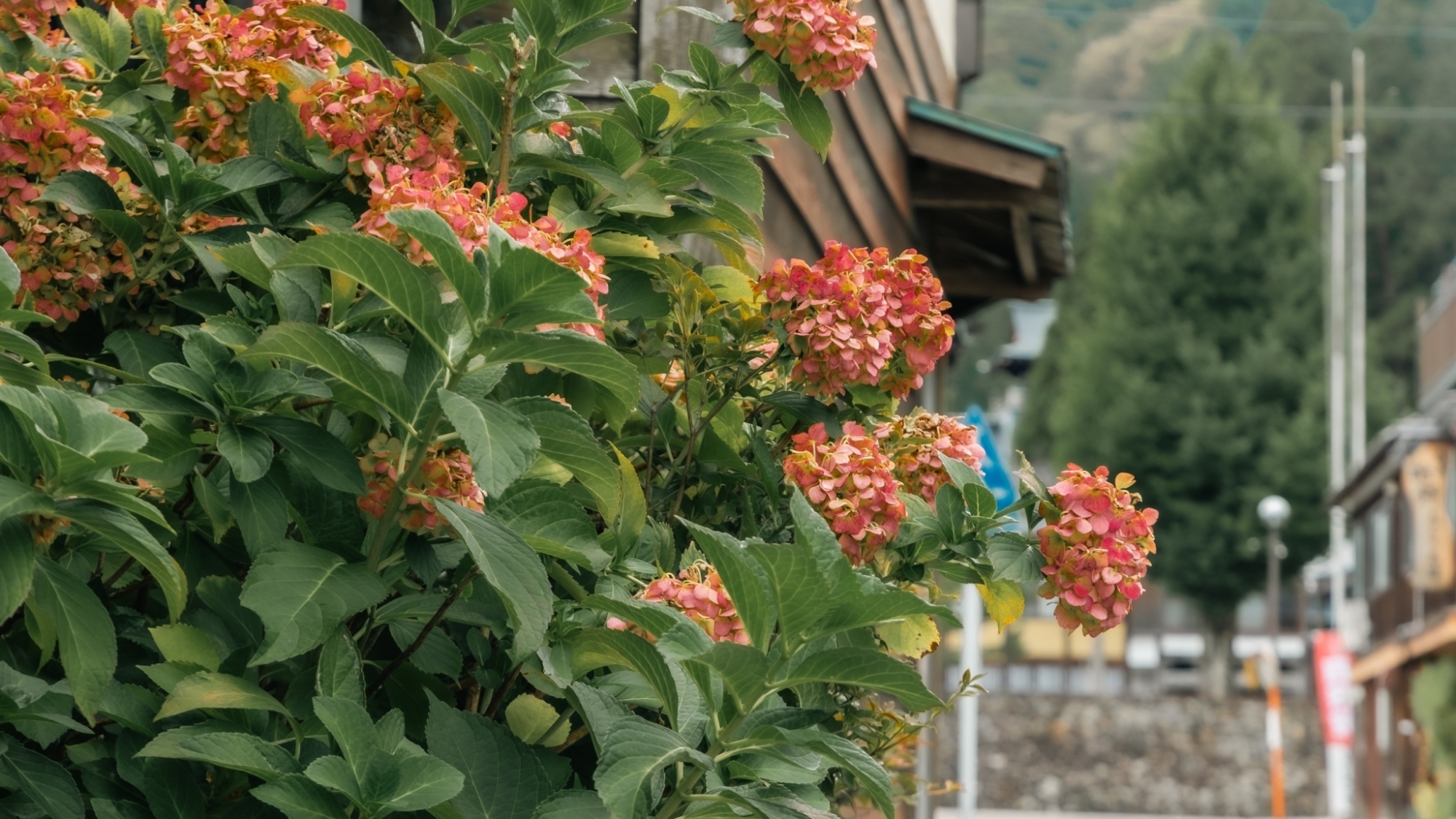 *【施設】四季折々の花が咲く、心癒される街並み。