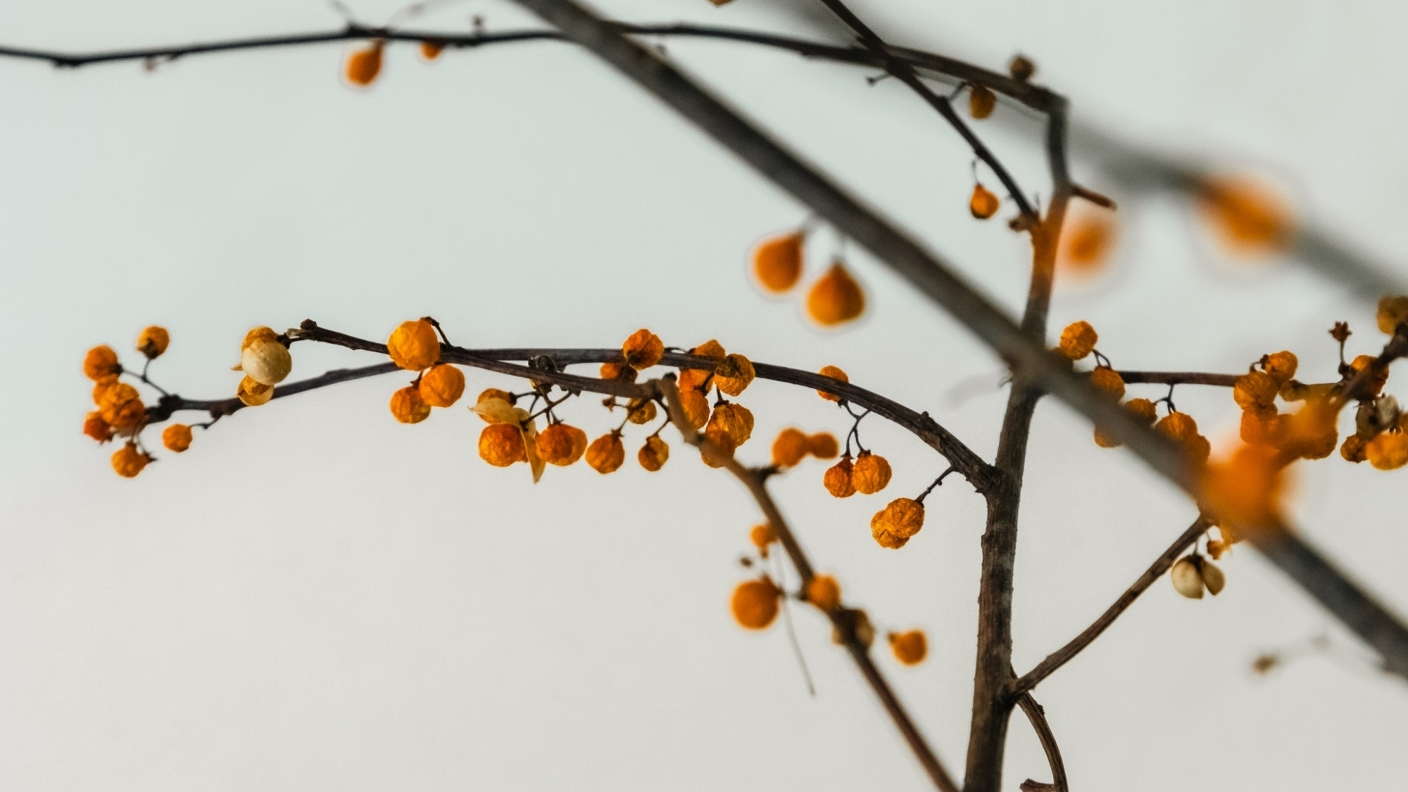 *【施設】自然の美しさが、和の空間に彩りを添えます。