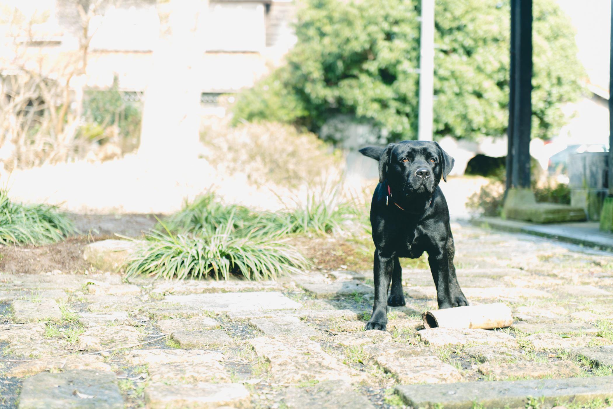 犬と泊まれるプラン